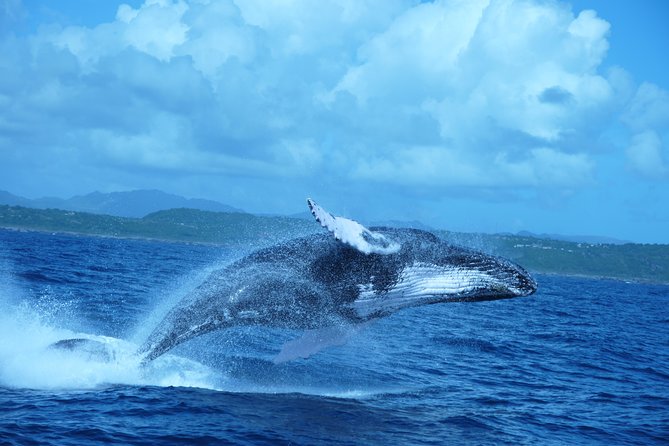 Whale Watching and Bacardi Island day trip from Punta Cana - Pickup from Punta Cana keeps the morning simple