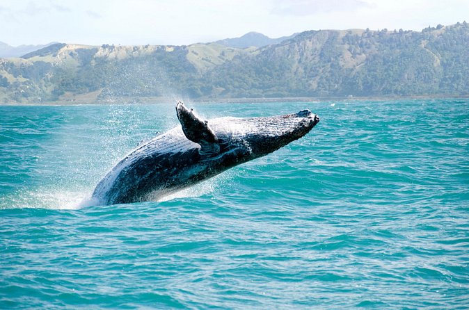 Whale Watching and Bacardi Island day trip from Punta Cana - Lunch, drinks, and beach time affect the value