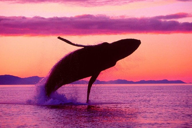 Whale Watching and Bacardi Island day trip from Punta Cana - The guide can shape the experience