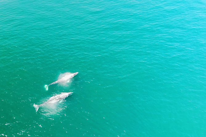 Whale Watching and Fishing Combination Excursions - Key points at a glance