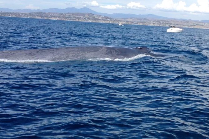 Whale Watching and Fishing Combination Excursions - A fast boat ride from Dana Point Harbor