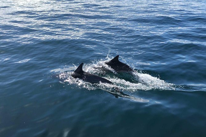 Whale Watching and Fishing Combination Excursions - From wildlife watching to a local reef