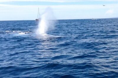 Whale Watching and Fishing Combination Excursions