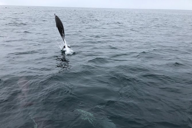 Whale Watching and Fishing Combination Excursions - What the $170 price really buys you