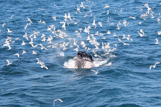 Whale Watching And Fly Over Iceland Guided Tour - Value at $146 per person