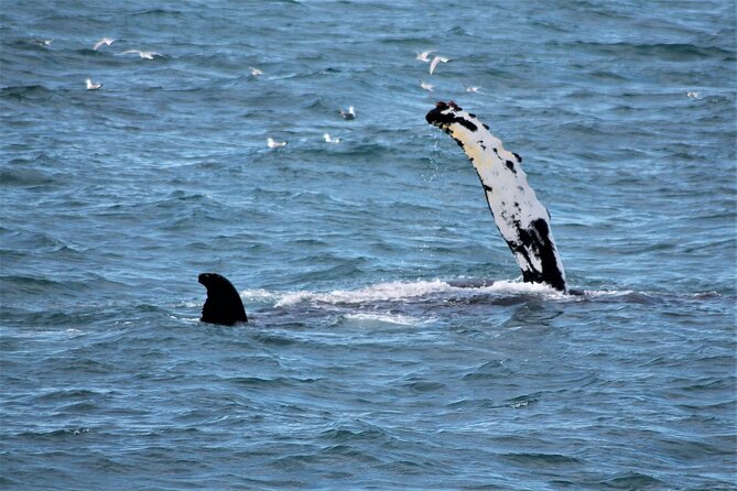 Whale Watching And Fly Over Iceland Guided Tour - Who should book this combination