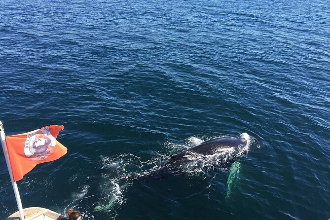 Whale Watching And Fly Over Iceland Guided Tour - Booking, cancellation, and weather details