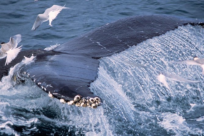 Whale Watching and Golden Circle Tour from Reykjavik - Þingvellir, where geology meets government