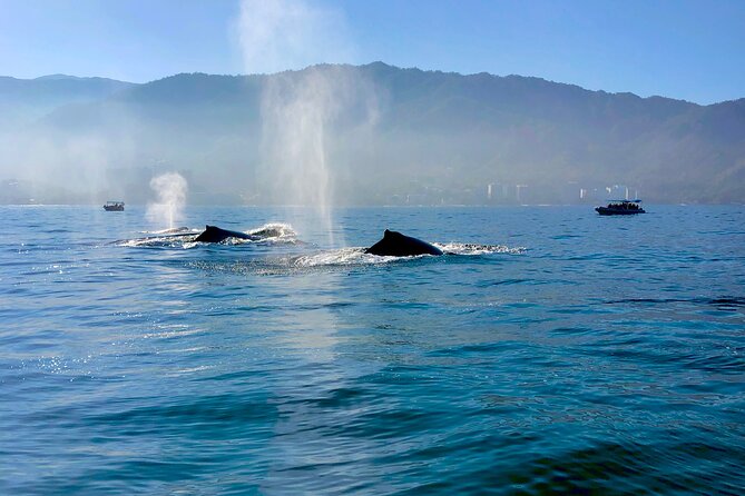 Whale Watching and Los Arcos 5 Islands Adventure - Who will get the most from this outing
