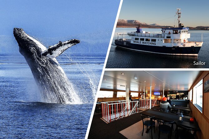 Whale Watching and Marine Life Tour in Reykjavik - Minke whales, dolphins, and quieter sightings