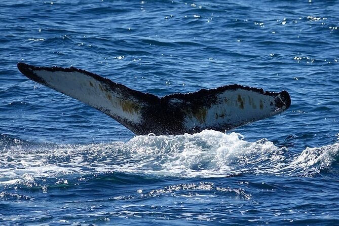 Whale Watching and Marine Life Tour in Reykjavik - Weather, clothing, and comfort on the boat