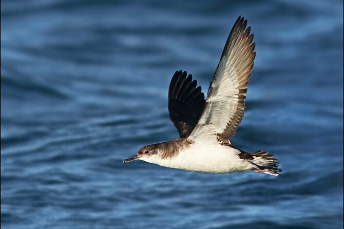 Whale Watching and Marine Life Tour in Reykjavik - Is $98 a fair price?