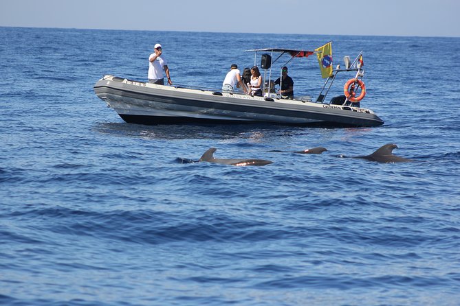 Whale Watching and Marine Science Tour - Passing Rasca lighthouse and Malpaís de Rasca