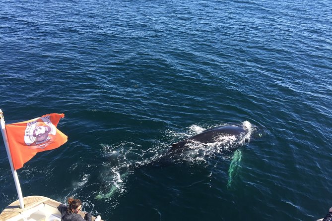Whale Watching and Northern Lights Half-Day Combo Tour - Two Iceland shows, one carefully timed day