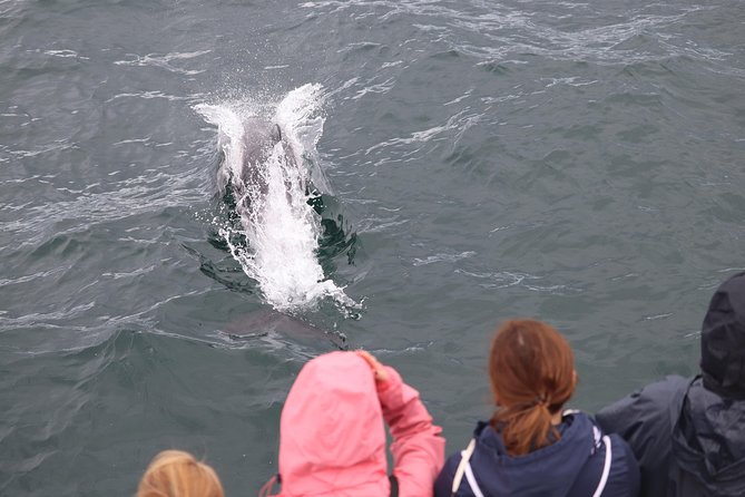 Whale Watching and Northern Lights Half-Day Combo Tour - Heated cabins, overalls, and motion sickness help