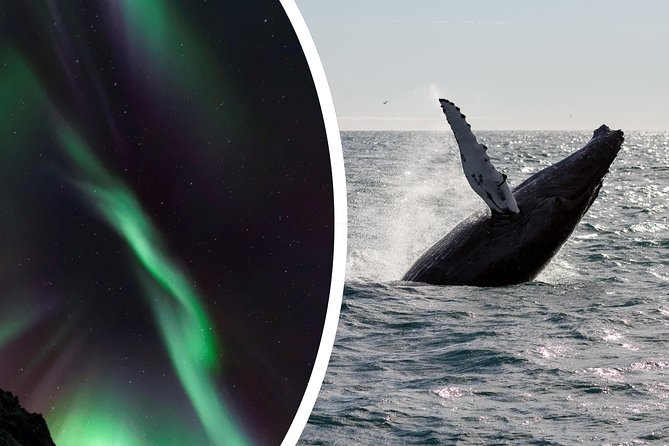 Whale Watching and Northern Lights Half-Day Combo Tour - The long break between cruises