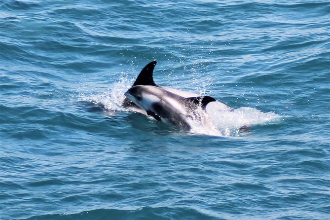 Whale Watching and Northern Lights Half-Day Combo Tour - Chasing the Northern Lights from the sea