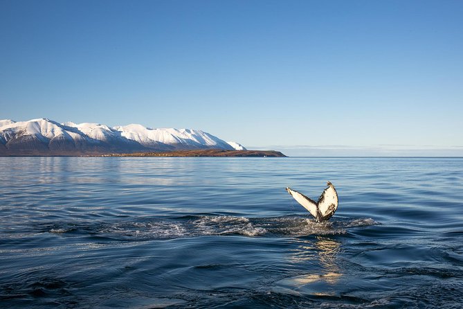 Whale Watching and Sea Angling Tour - Humpbacks, dolphins, and the luck of the day