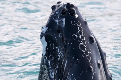 Whale Watching and Sea Angling Tour