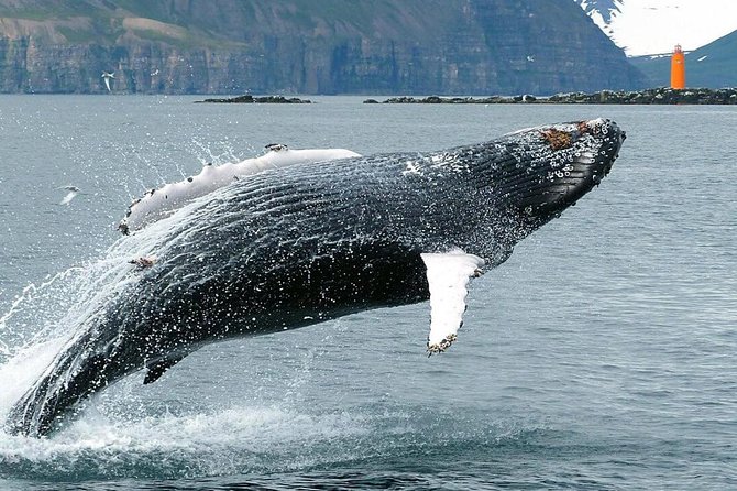 Whale Watching and Sea Angling Tour - Warm overalls, hot drinks, and family comfort
