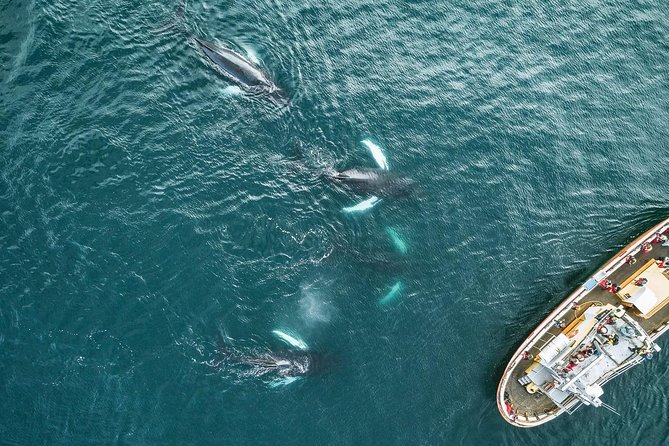Whale Watching and Sea Angling Tour - Who will enjoy this trip most?