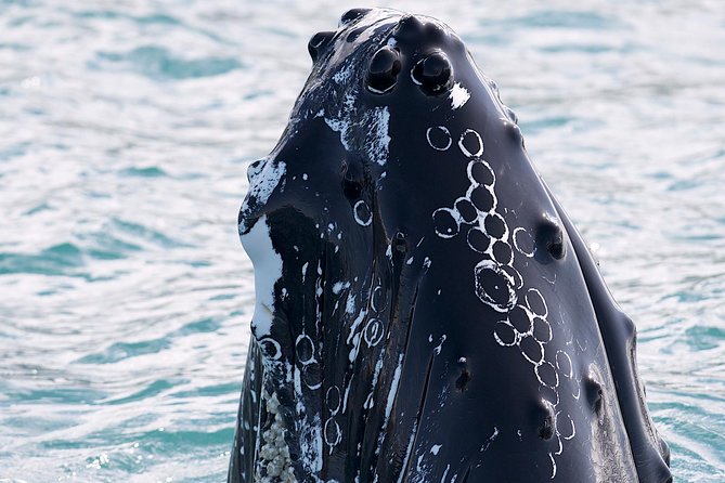 Whale Watching and Sea Angling Tour - What the three and a half hours actually include