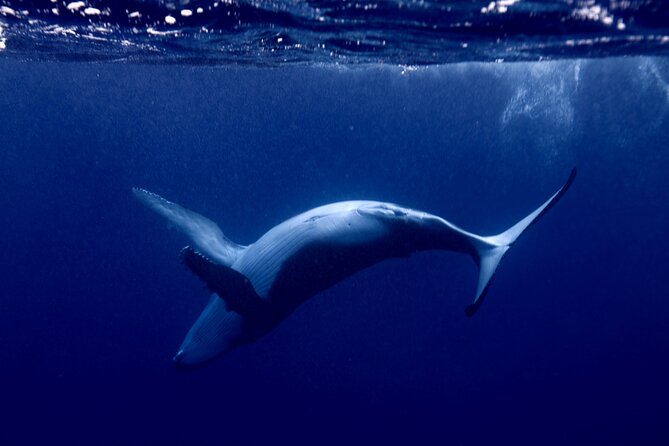 Whale watching and snorkelling in Moorea - Four hours searching Moorea’s humpback whales