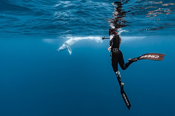 Whale watching and snorkelling in Moorea - Whale watching from the boat