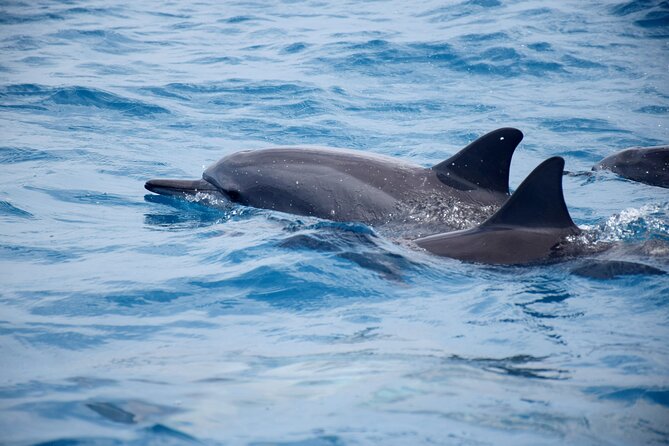 Whale watching and snorkelling in Moorea - Entering the open ocean with the whales