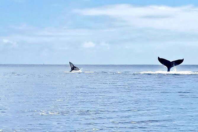 Whale watching and snorkelling in Moorea - Respect for whales is part of the value