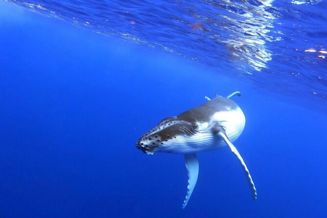 Whale watching and snorkelling in Moorea - Sea conditions can change the whole day