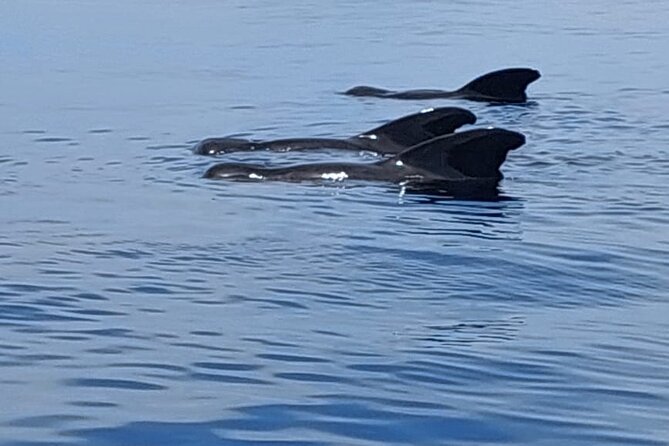 Whale watching and snorkelling in Moorea - What is included and what to bring