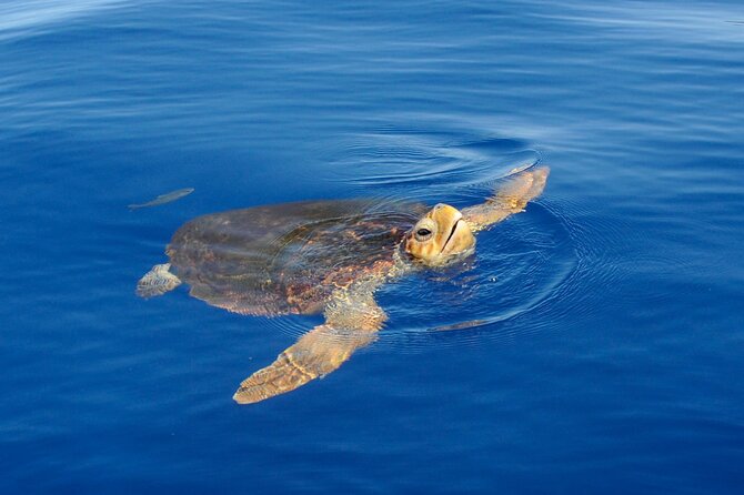 Whale watching and snorkelling in the whale sanctuary - Key points to know before you book