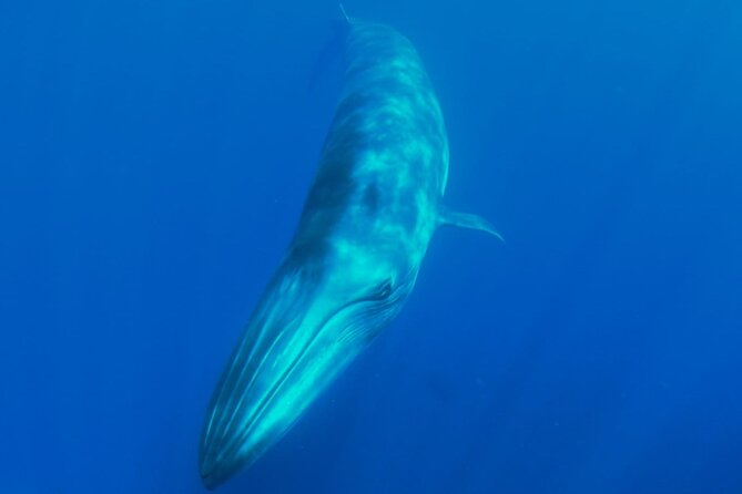 Whale watching and snorkelling in the whale sanctuary - Heading offshore from Playa San Juan at 2:30 pm