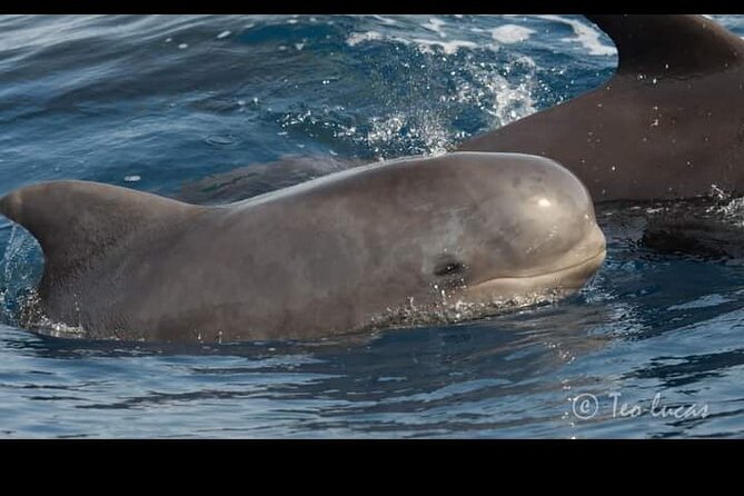 Whale watching and snorkelling in the whale sanctuary - Why the small group improves the experience