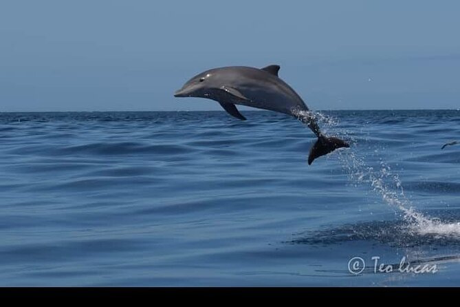 Whale watching and snorkelling in the whale sanctuary - Who will get the most from this afternoon