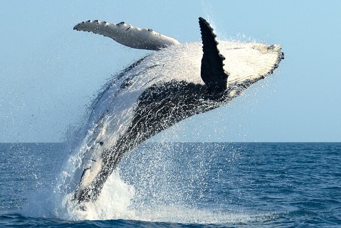 Whale Watching and Sunrise Breakfast Cruise in Honolulu - How the 90-minute cruise unfolds