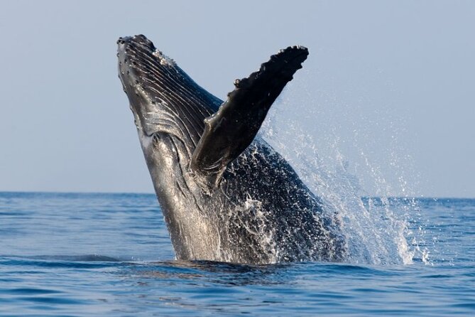 Whale Watching and Sunrise Breakfast Cruise in Honolulu - Boat comfort, seating, and group size
