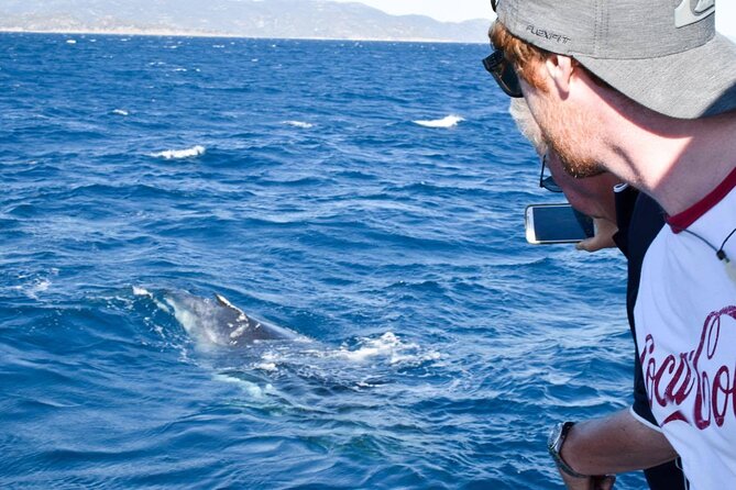 Whale Watching and Wildlife Cruise Townsville and Magnetic Island - Four hours on the water from Townsville