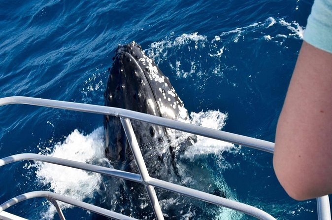Whale Watching and Wildlife Cruise Townsville and Magnetic Island - Seeing Magnetic Island from offshore