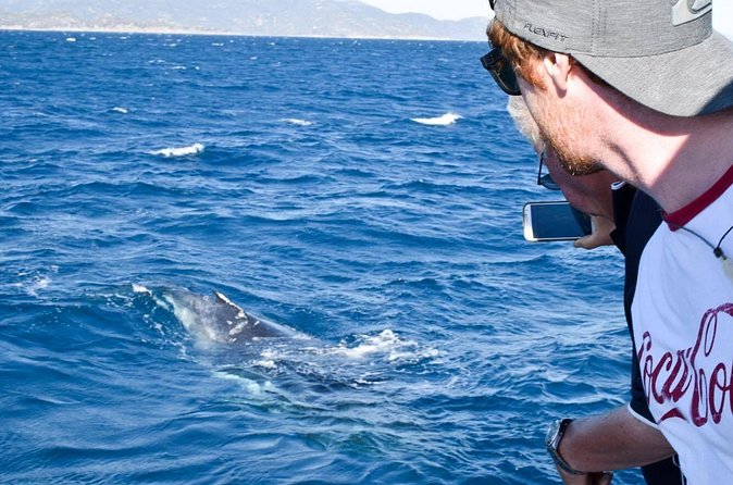 Whale Watching and Wildlife Cruise Townsville and Magnetic Island - Marine life beyond the whales