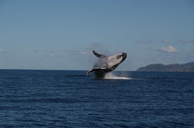 Whale Watching and Wildlife Cruise Townsville and Magnetic Island - Is $121.93 good value?