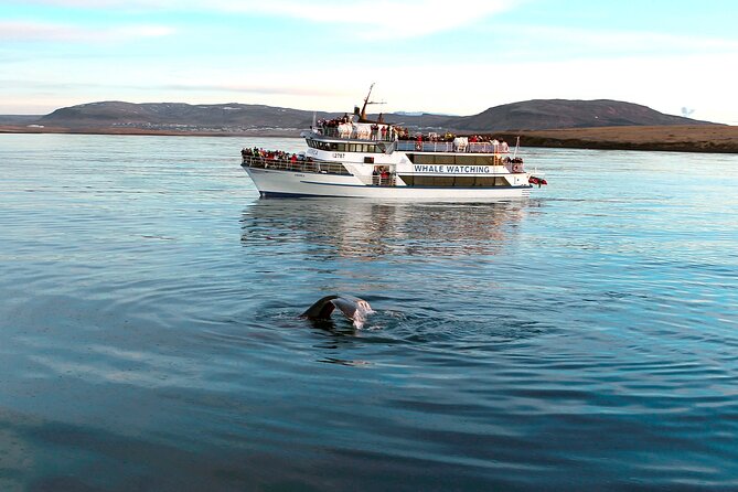 Whale-Watching Boat Tour with Expert Guide from Reykjavik - What you might see in Faxaflói Bay