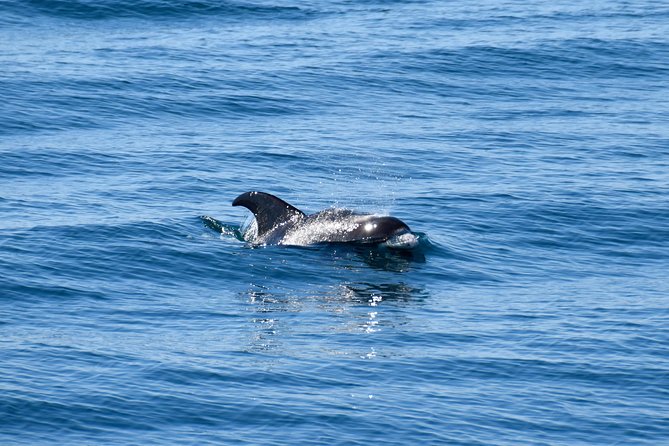 Whale-Watching Boat Tour with Expert Guide from Reykjavik - The express trip or the classic cruise?