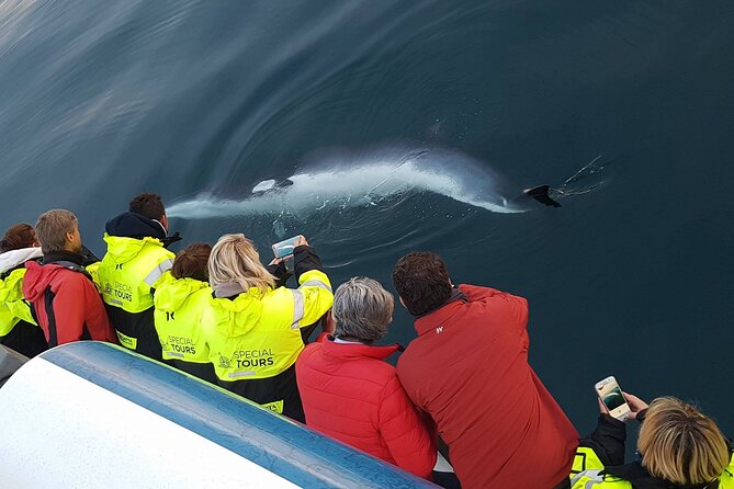 Whale-Watching Boat Tour with Expert Guide from Reykjavik - Rough weather, cancellations, and the return-ticket promise