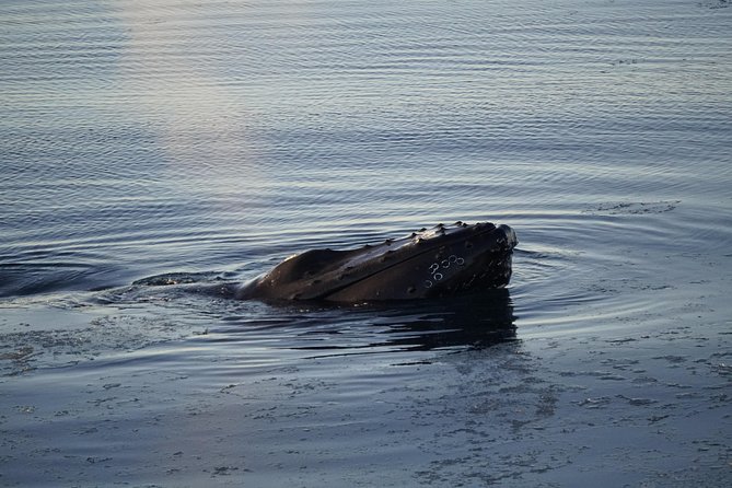 Whale-Watching Boat Tour with Expert Guide from Reykjavik - Is $86.51 good value?