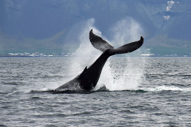Whale-Watching Boat Tour with Expert Guide from Reykjavik - Who will enjoy this boat tour most?