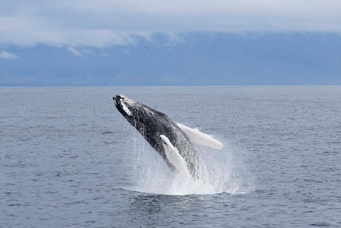 Whale-Watching Boat Tour with Expert Guide from Reykjavik - Searching the bay for whales and dolphins