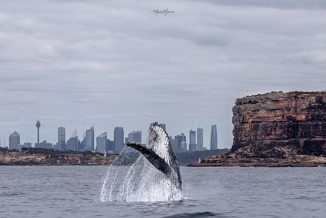 Whale Watching Boat Trip in Sydney - At a glance: what makes this Sydney cruise worthwhile