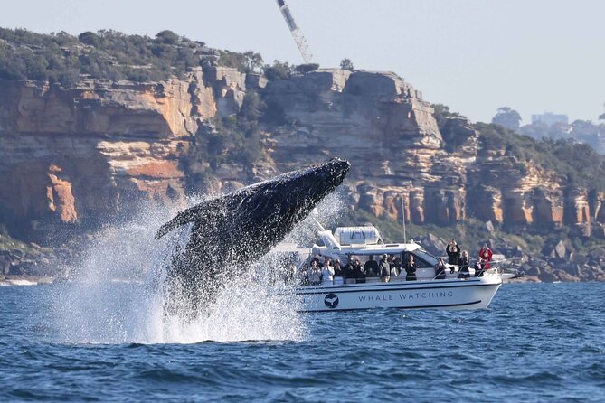 Whale Watching Boat Trip in Sydney - The whale search, from mothers and calves to quiet surfacing